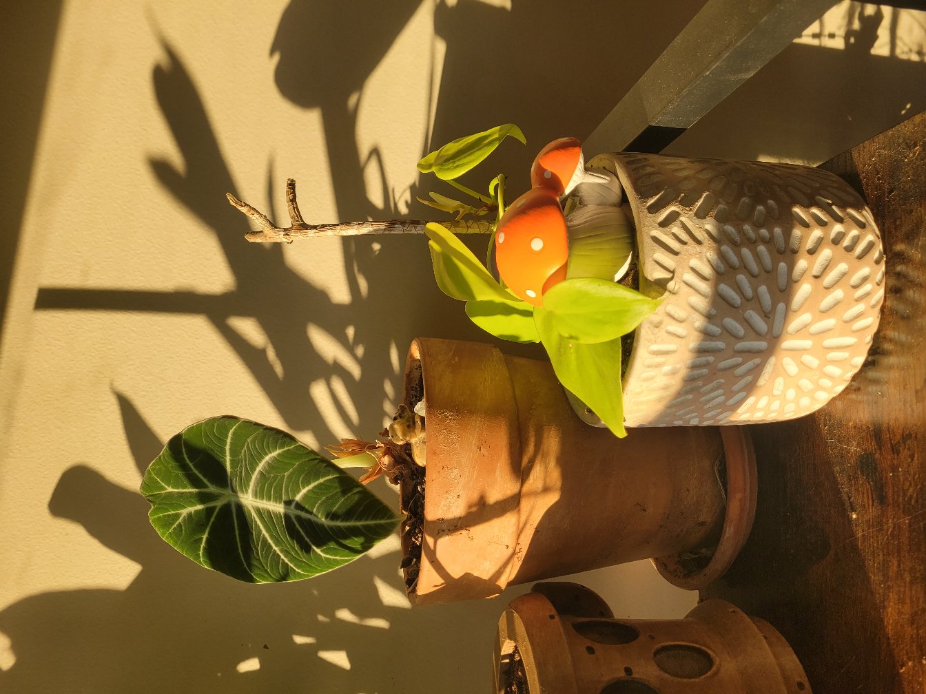 Lemon lime philondendron and Alocasia black velvet